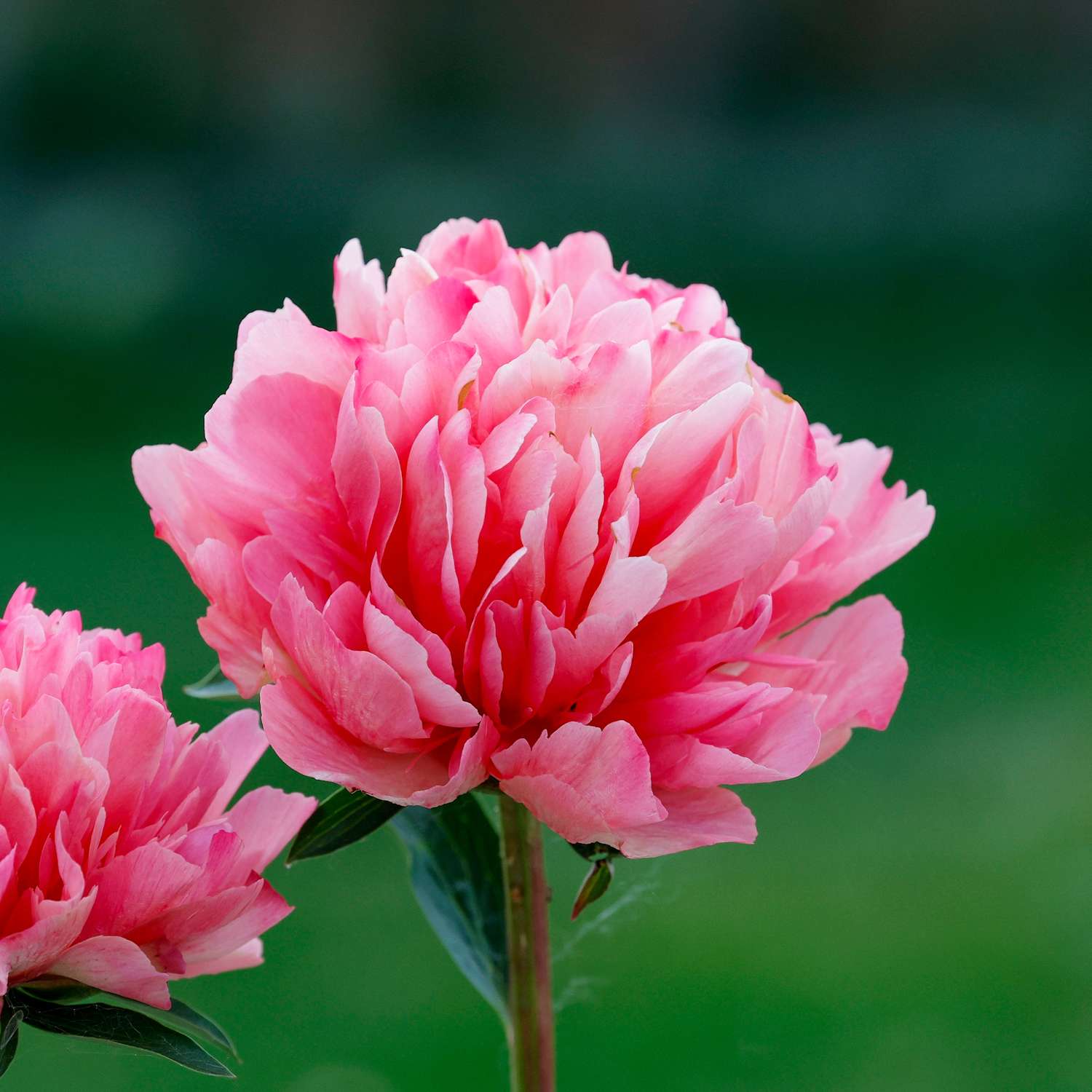 Pivoine ‘Lorelei’